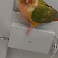 پرنده گرینچیک گمشده