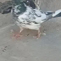 کبوتر گمشده