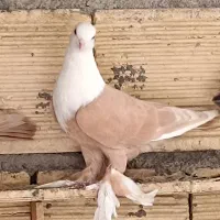 کله سفید قاب نر و ماده جوان