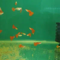 ماهی زینتی گوپی پلاتی دم شمشیری میگو گیاه گندمی