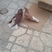 چند عدد کفتر.