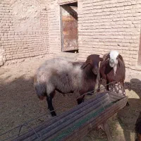 فروش قوچ همو