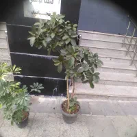 گل طبیعی