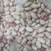 لوبیا چیتی درجه یک