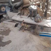 پرنده|پرنده|قوچان, |دیوار