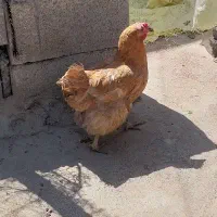 مرغ جوان