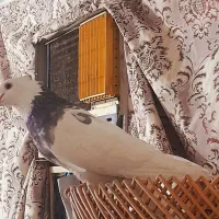 طوقی هفت رنگ نر