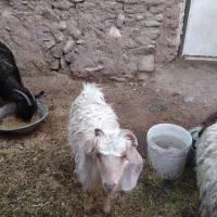 کیسه وچبش فروشی