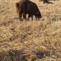 فروش 2بره نر و 1بره ماده ترکی