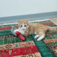 واگذاری گربه