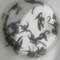 زالو آرایشی
