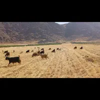 حیوان|حیوانات مزرعه|خرمآباد, |دیوار