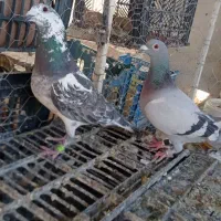 پلاکی کبو تر
