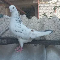 یک جفت کفتر