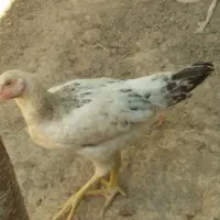 مرغ وخروس