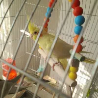 عروس هلندی فروشی