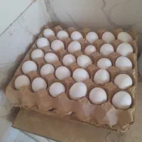 تخم نطفه دارمرغ گلین