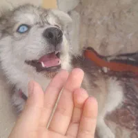 سگ‌.