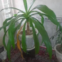 گل های زیبا