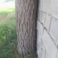 چوب درخت|خدمات باغبانی و درختکاری|صحنه, |دیوار