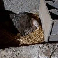 جوجه بوقلمون به همراه مادر