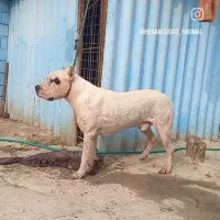 توله ارژانتینی اصیل جز بهترین خط خونی حال حاضر