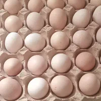 تخممرغ|خوردنی و آشامیدنی|بجنورد, |دیوار