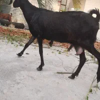 فروش بز