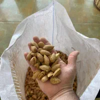 بادام درختی/بادام هندی/فندق