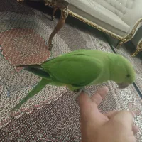 طوطی ملنگو 3ماهه