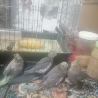 4عدد عروس ب قیمت دو تا
