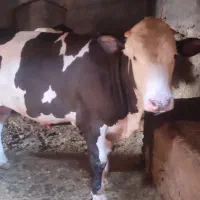 گوساله نر