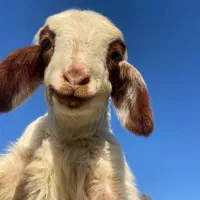 گوسفند و بره