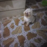 سگ شیتزو پشمالو ماده