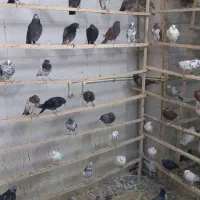 کفتر دونه ای کبوتر دونه ای ۱۵۰ کامل بخونید