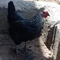 مرغ عربی سیاه