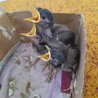جوجه مینا نر اصل افغان