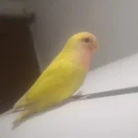 برزیلی جوجه و آماده جفت