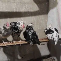 مرغ و خروس گلین