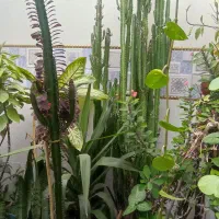 گل طبیعی|گل و گیاه طبیعی|اسلامآباد غرب, |دیوار