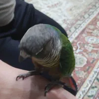 طوطی گرینچیک