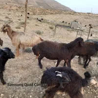 فروشی
