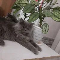 گربه خونگی