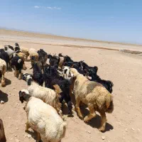 بزداشتی