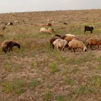 گوسفندقربانی