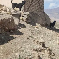 دو عدد توله چهار ماهه