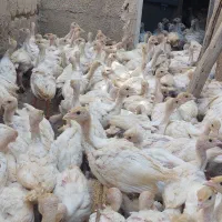 جوجه بیوتی ۷۰۰گرم
