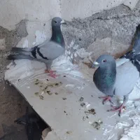 کبوتر|پرنده|زابل, |دیوار