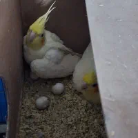 عروس هلندی مولد