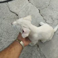 توله سگ پاپی پاکوتاه
